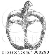 Clipart Of A Sketched Gray Bell Pepper Royalty Free Vector Illustration