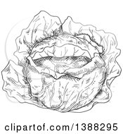 Poster, Art Print Of Sketched Gray Head Of Cabbage