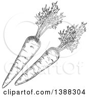 Clipart Of Sketched Gray Carrots Royalty Free Vector Illustration