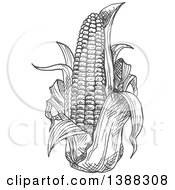 Clipart Of A Sketched Gray Ear Of Corn Royalty Free Vector Illustration