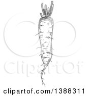 Clipart Of A Sketched Gray Daikon Radish Royalty Free Vector Illustration by Vector Tradition SM
