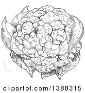 Poster, Art Print Of Sketched Gray Head Of Cauliflower