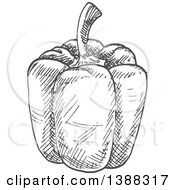 Poster, Art Print Of Sketched Gray Bell Pepper