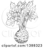 Poster, Art Print Of Sketched Gray Celery Root