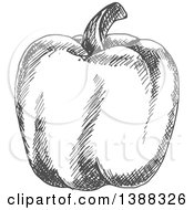 Clipart Of A Sketched Gray Bell Pepper Royalty Free Vector Illustration by Vector Tradition SM