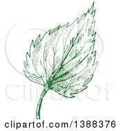 Poster, Art Print Of Green Sketched Birch Leaf