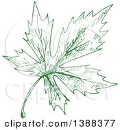 Poster, Art Print Of Green Sketched Maple Leaf