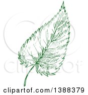Poster, Art Print Of Green Sketched Birch Leaf
