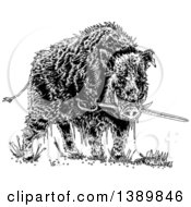 Clipart Of A Black And White Wild Boar Pig Biting A Sword Royalty Free Vector Illustration