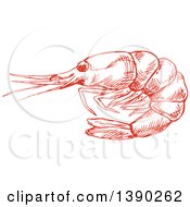 Clipart Of A Red Sketched Shrimp Royalty Free Vector Illustration