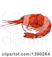 Clipart Of A Sketched Prawn Or Shrimp Royalty Free Vector Illustration