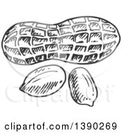 Clipart Of Gray Sketched Peanuts Royalty Free Vector Illustration