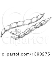 Poster, Art Print Of Gray Sketched Bean Pods