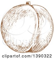 Poster, Art Print Of Brown Sketched Plum Peach Or Apricot