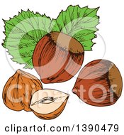 Poster, Art Print Of Sketched Hazelnuts
