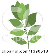 Poster, Art Print Of Culinary Spice Herb Bay Leaf