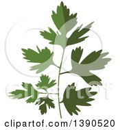 Poster, Art Print Of Culinary Spice Herb Parsley