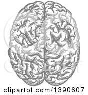 Clipart Of A Sketched Gray Brain Royalty Free Vector Illustration