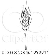 Clipart Of A Sketched Dark Gray Wheat Stalk Royalty Free Vector Illustration