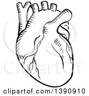 Poster, Art Print Of Black And White Sketched Human Heart