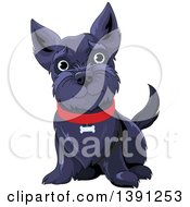 Cute Black Happy Scottish Terrier Dog Sitting And Wearing A Red Collar