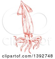 Poster, Art Print Of Sketched Red Squid
