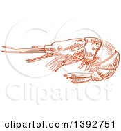 Clipart Of A Sketched Shrimp Royalty Free Vector Illustration