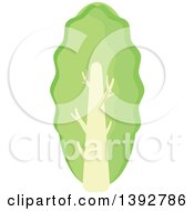 Clipart Of A Flat Design Cabbage Head Or Lettuce Royalty Free Vector Illustration