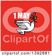 Poster, Art Print Of Dove Flying With A Red Tulip With 1 May Text On Red