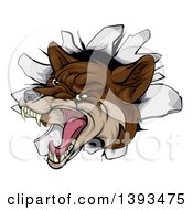 Poster, Art Print Of Vicious Coyote Mascot Head Breaking Through A Wall