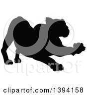 Black Silhouetted Lioness Stretching