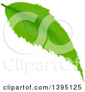 Clipart Of A Green Tree Leaf Royalty Free Vector Illustration