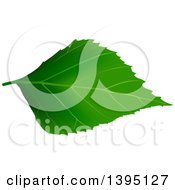 Poster, Art Print Of Green Tree Leaf