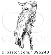 Black And White Perched Cockatoo Bird