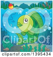 Poster, Art Print Of Green Freshwater Fish Looking At A Hook And Bobber