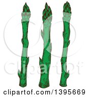 Poster, Art Print Of Sketched Asparagus