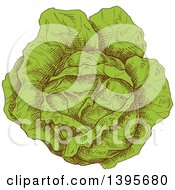 Clipart Of A Sketched Cabbage Royalty Free Vector Illustration