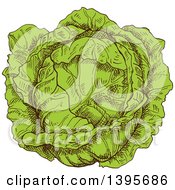 Poster, Art Print Of Sketched Cabbage