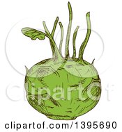 Poster, Art Print Of Sketched Kohlrabi