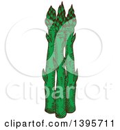 Clipart Of Sketched Asparagus Royalty Free Vector Illustration