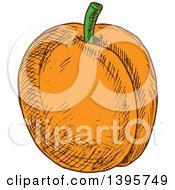 Clipart Of A Sketched Apricot Royalty Free Vector Illustration