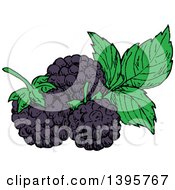 Poster, Art Print Of Sketched Blackberries