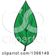 Clipart Of A Sketched Leaf Royalty Free Vector Illustration
