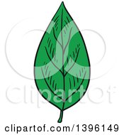 Poster, Art Print Of Sketched Leaf