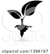 Poster, Art Print Of Black Leafy Seedling Plant With A Gray Reflection