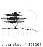 Poster, Art Print Of Black And White African Acacia Tree