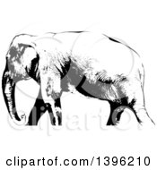Poster, Art Print Of Black And White African Elephant Walking Cropped At The Ankles