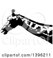Poster, Art Print Of Black And White African Giraffe