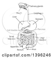 Poster, Art Print Of Black And White Digestive Tract Diagram Labeled With Text
