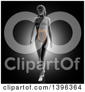 Clipart Of A 3d Anatomical Woman With Visible Colon On Gray Royalty Free Illustration